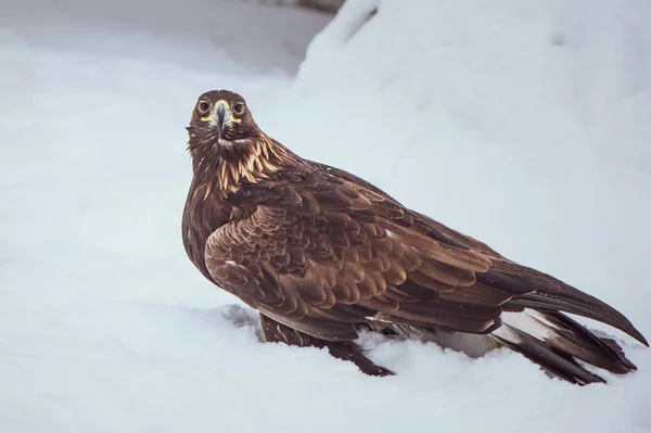 Aquila Reale Aquila Chrysaetos Ritratto Sfondo Invernale — Foto Stock