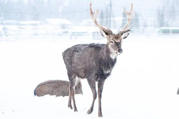 锡卡鹿 Cervus Nippon 斑点鹿 在雪地里白色的背景下行走 — 图库照片
