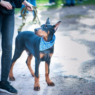 Köpek sergisi, köpek sahibi Doberman.