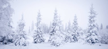 Muhteşem kış manzarası, karda Noel ağaçları, soğuk, karlı kış.