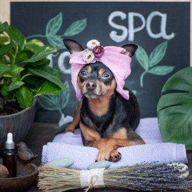 Masaj ve spa, spa bakım ürünleri ve bitki arasında bir havlu sarık bir köpek. Damat, yıkama ve hayvanlar için bakım komik kavramı