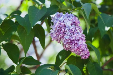 Yeşil, doğal arka plan, metin, alan üzerinde hassas leylak kartpostal