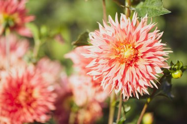 Çiçek pembe Dahlia makro, metin için yer. Şık, renkli çiçek arka plan.