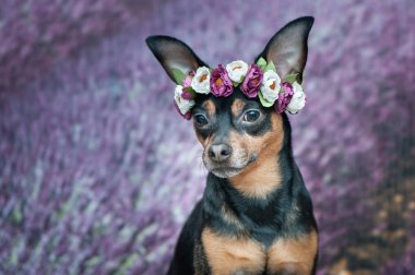 Komik köpek lavanta alan arka plan üzerinde çiçek çelenk içinde. Romantik görüntü, Bayan köpek, ilkbahar yaz. Metin için yer