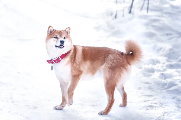 Hund Der Rasse Shiba Inu Sitzt Auf Dem Schnee Auf — Stockfoto