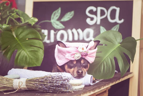 Massage and spa, a dog in a turban of a towel among the spa care items and plants. Funny concept grooming, washing and caring for animals