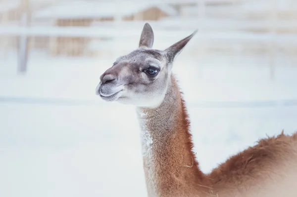 Guanaco Sobre Fondo Natural Invierno Retrato — Foto de Stock