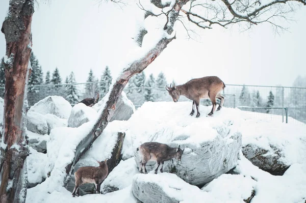 Dagestan tour, a group of animals galloping in the mountains on a natural winter background