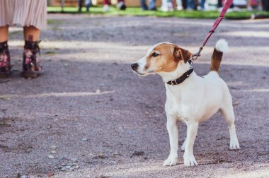 Jack Russell Terrier köpek gösterisi, bir sergi açık havada
