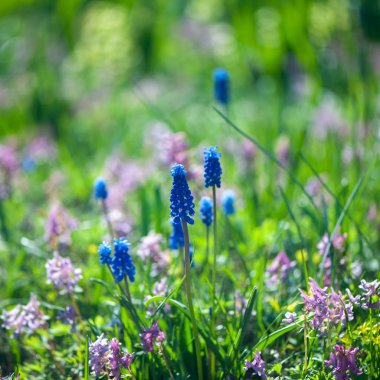 Bahar Yaz arka plan, çiçek mavi sümbül yeşil glade güneşin üzerinde.