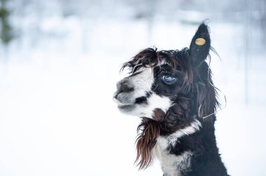 Komik Alpaka, komik hayvan, espri, metin için alan