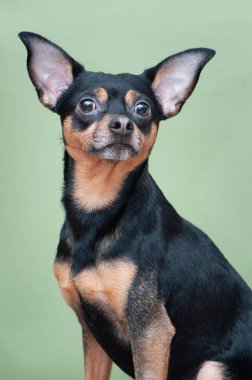 Stüdyoda Terrier köpek portresi .