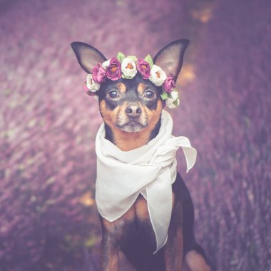 Lavanta tarlasının arka planında çiçek çelenginde komik bir köpek yavrusu. Romantik imaj, dişi köpek, bahar yazı.. 