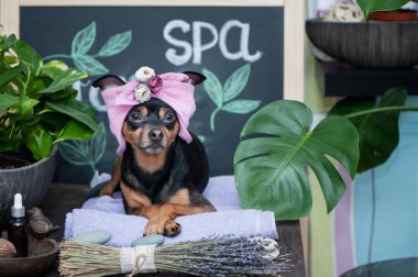 Masaj ve spa, spa bakım ürünleri ve bitki arasında bir havlu sarık bir köpek. Damat, yıkama ve hayvanlar için bakım komik kavramı
