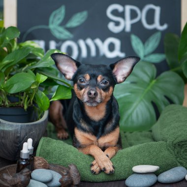 Masaj ve spa, spa bakım ürünleri ve bitki arasında bir köpek. Damat, yıkama ve hayvanlar için bakım komik kavramı