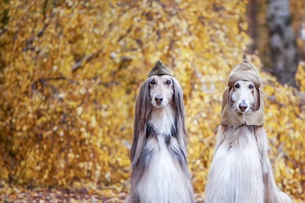 Dwa Stylowe Afghan Hounds Psy Wojskowych Wpr Czapka Polowa Tle — Zdjęcie stockowe