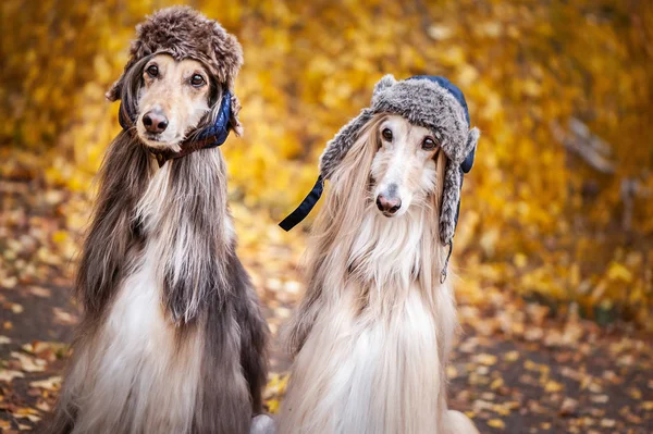 Two Stylish Afghan Hounds Dogs Funny Fur Hats Background Autumn — Stock Photo, Image