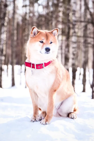 Собака Породы Шиба Ину Сидит Снегу Красивом Фоне Зимнего Леса — стоковое фото