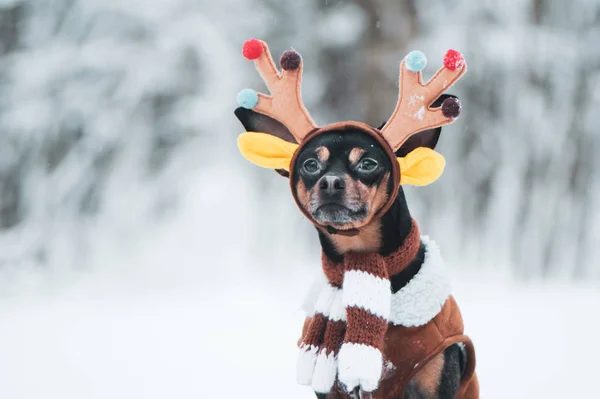 Psy Kostiumie Jelenia Nastrój Zimowy Fantastyczny Pies Jelenia — Zdjęcie stockowe