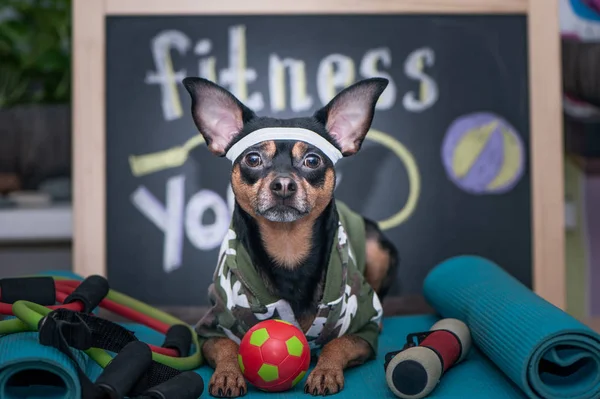 Cute dog with a ball. Dog football player  or trainer .  Football,  basketball  and  volleyball. Dog Fitness , sport  and lifestyle concept.