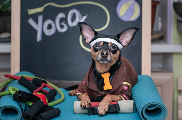 Pet  yoga. Dog fitness. Fitness and healthy lifestyle for pet.  Dog trainer portrait in studio surrounded by sports equipment