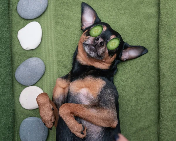  Cute pet relaxing in spa wellness . Dog with a slice of cucumbers on the eyes