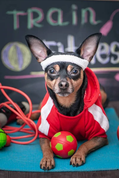 Pets  Fitness , sport  and lifestyle concept.  Funny dog in sportswear in training, portrait  in studio surrounded by sports equipment