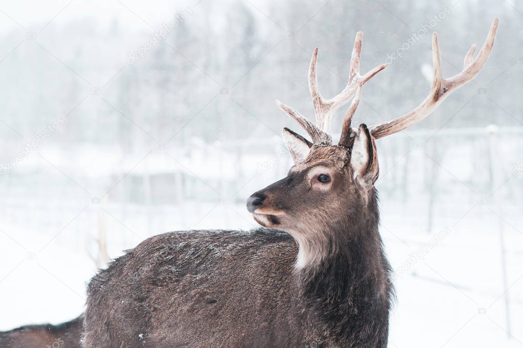 Sika  spotted deer  Macro portrait,   in the snow on a white background 