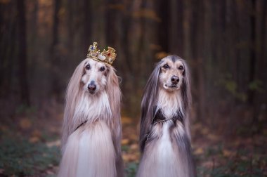 Köpek taç, afghan hounds, doğal bir arka plan üzerinde Kraliyet giysileri içinde. Köpek lord, Prens, köpek güç Tema