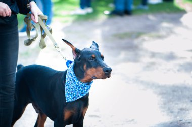 Sergi köpekler, köpek yavrusu Doberman ve sahibi ile uzay metin için