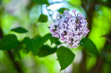  Lila yeşil, doğal zemin üzerine kartpostal