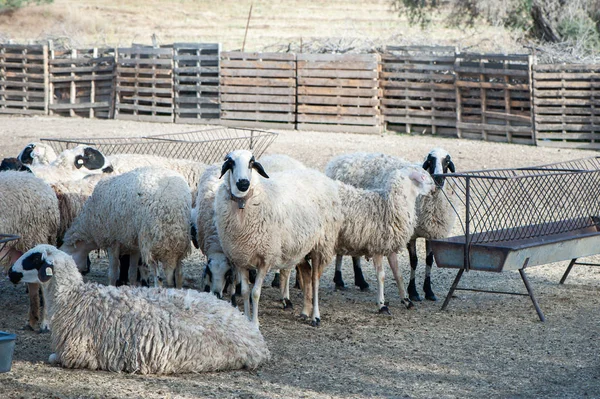 Stado Owiec Pióra Kolorowe Wsi — Zdjęcie stockowe