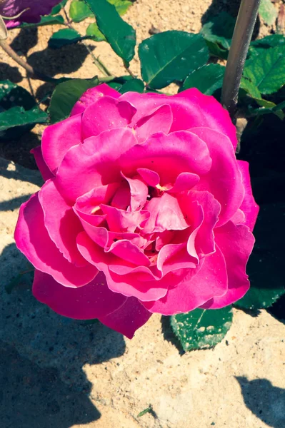 Rose Rouge Dans Herbe Modèle Fleur Fond Été — Photo