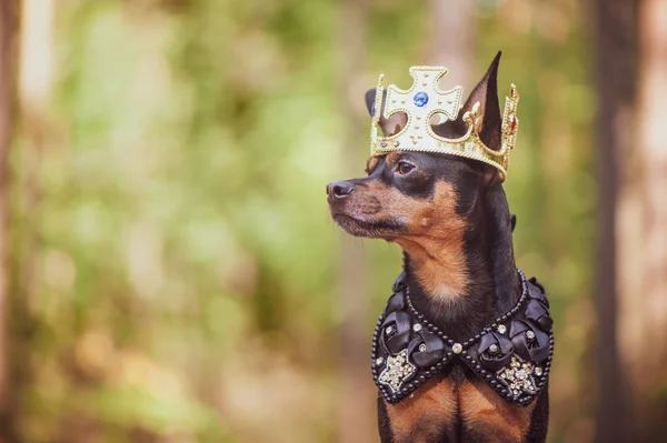 Pies Koronie Royal Ubrania Naturalnym Tle Pies Pana Książę Pies — Zdjęcie stockowe