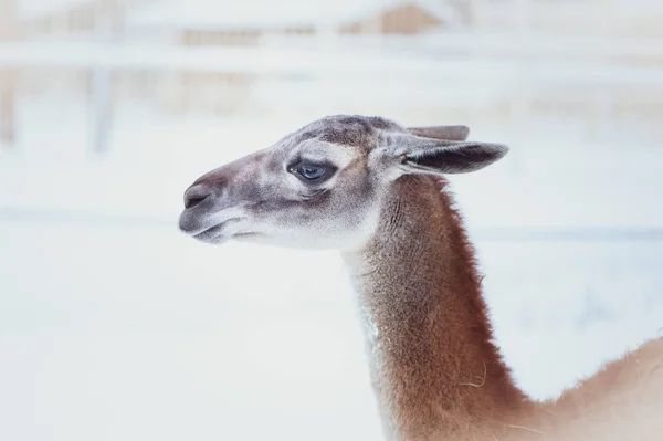 Guanaco Sobre Fondo Natural Invierno Retrato — Foto de Stock