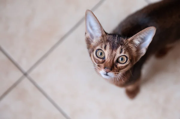 Cute Abyssinian  kitten  Looks up, wants to play or eat, space for text