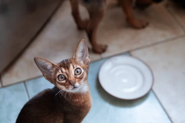 Şirin Abyssinian yavru kedi görünüyor, yemek istiyor. Kediler ve köpekler birlikte yemek kavramı