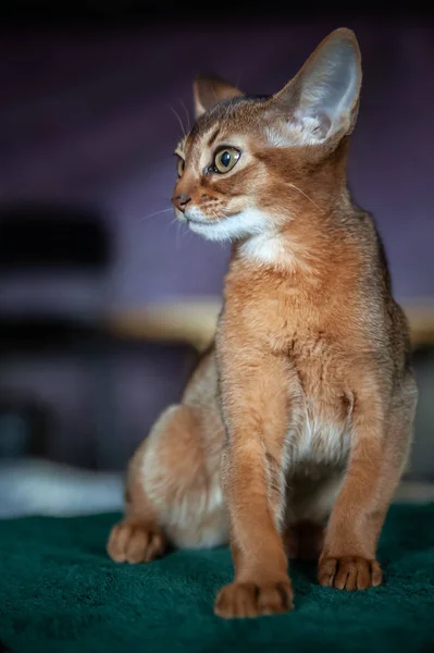 Lähikuva Muotokuva Söpö Abessinian Kissanpentu Istuu Edessä Näkymä — kuvapankkivalokuva