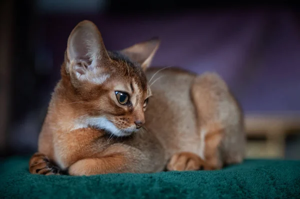 Kaunis Abessinian Kissanpentu Sijaitsee Edessä Näkymä Lähikuva Muotokuva — kuvapankkivalokuva