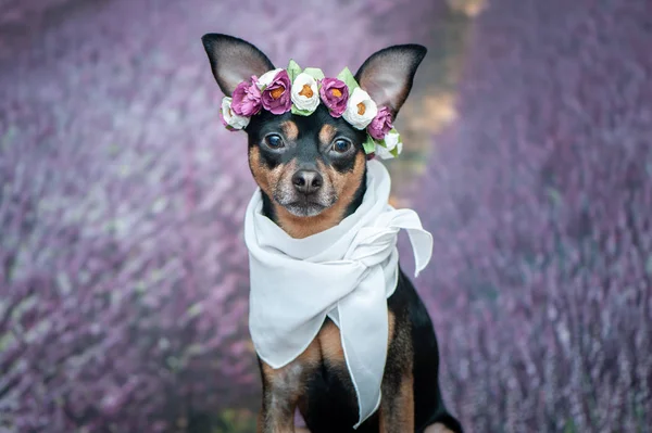 Lustige Welpen Einem Blumenkranz Auf Dem Hintergrund Eines Lavendelfeldes Romantisches — Stockfoto