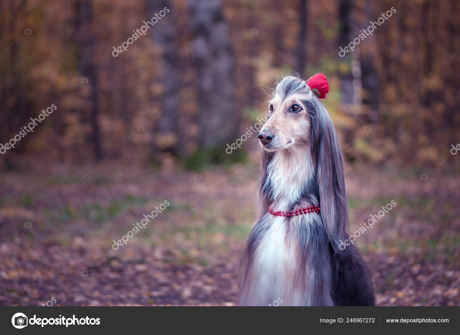 Dog Afghan Hound Flower Hair Beads Stylish Fashionable Dog Fashion Stock  Photo by ©Wildstrawberry 246967272