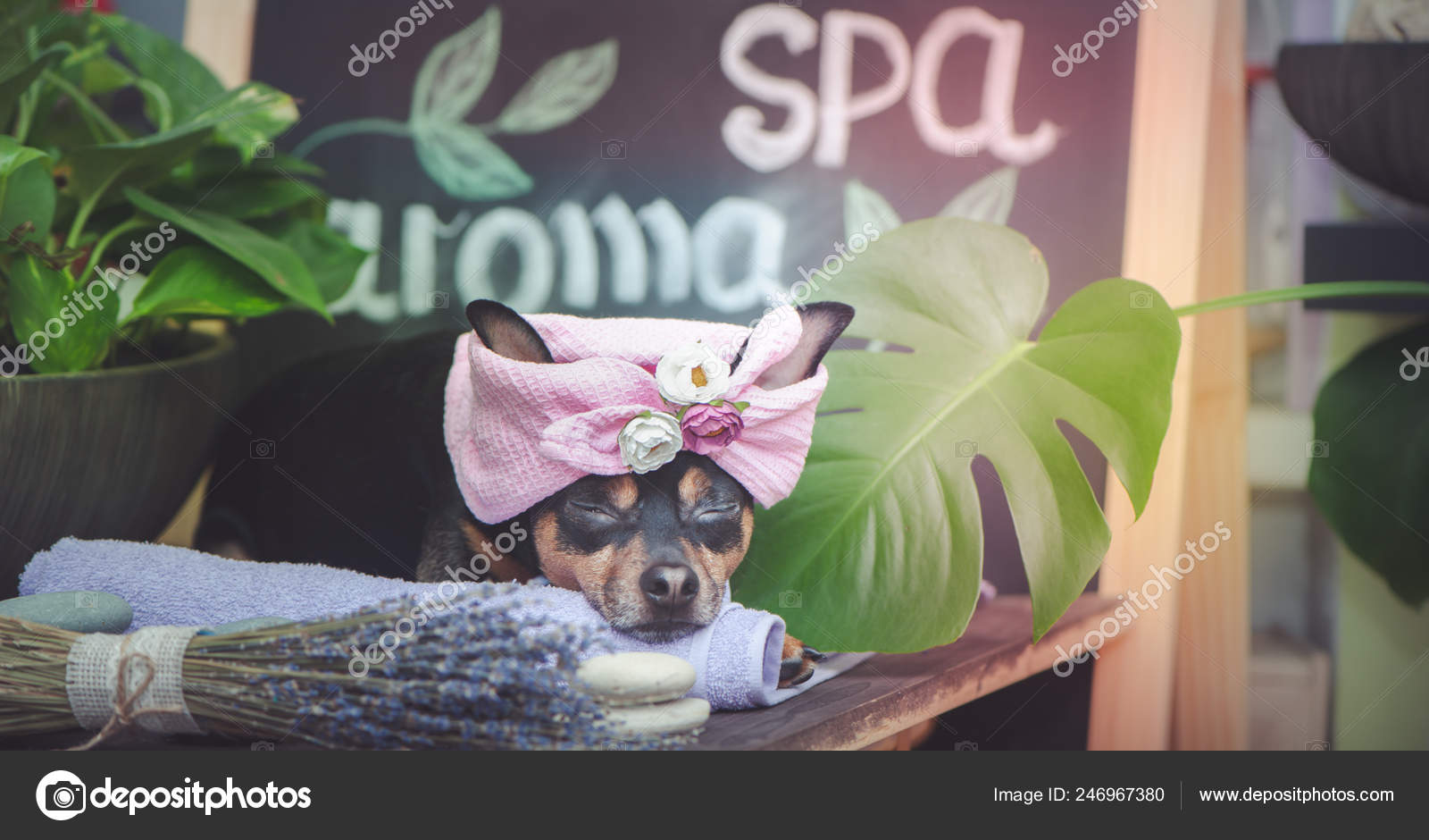 Massage Spa Dog Turban Towel Spa Care Items Plants Funny — Stock
