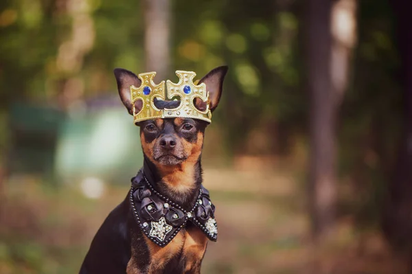 Dog in the crown, in royal clothes, on a natural background. Dog lord, prince, dog power theme