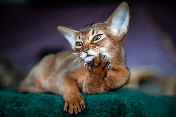 Güzel Abyssinian yavru kedi yıkar, yakın çekim portre ayak yalıyor 
