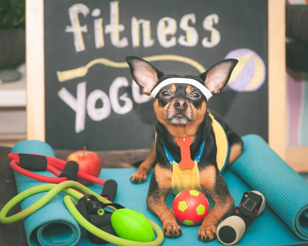 Cão Bonito Com Uma Bola Jogador Futebol Canino Treinador Futebol — Fotografia de Stock