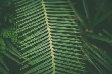 Egzotik yeşil renkli tropikal yaprak, şık şık 