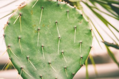 Büyüyen büyük kaktüs Pelet, egzotik tropik desen, alan 