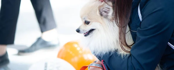 Duitse Spitz op de hondenshow door toedoen van de eigenaar — Stockfoto