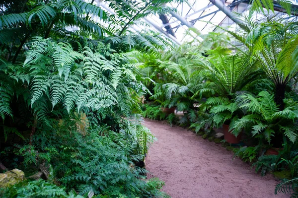 Tropikal eğrelti otlarının serası, botanik bahçesi — Stok fotoğraf