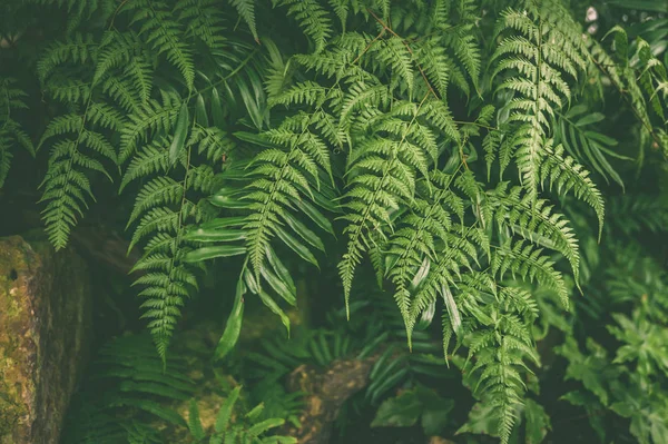 Hojas verdes de plantas de helechos tropicales, jungla verde backg verano — Foto de Stock